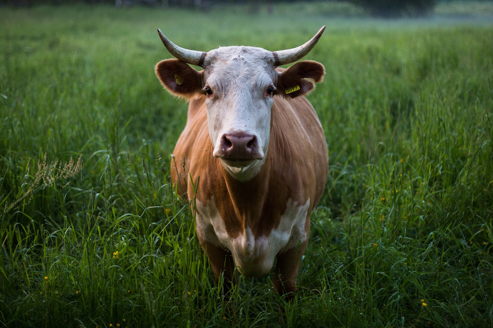 Braun-weisse Kuh mit Hörnern auf grüner Wiese blickt in die Kamera