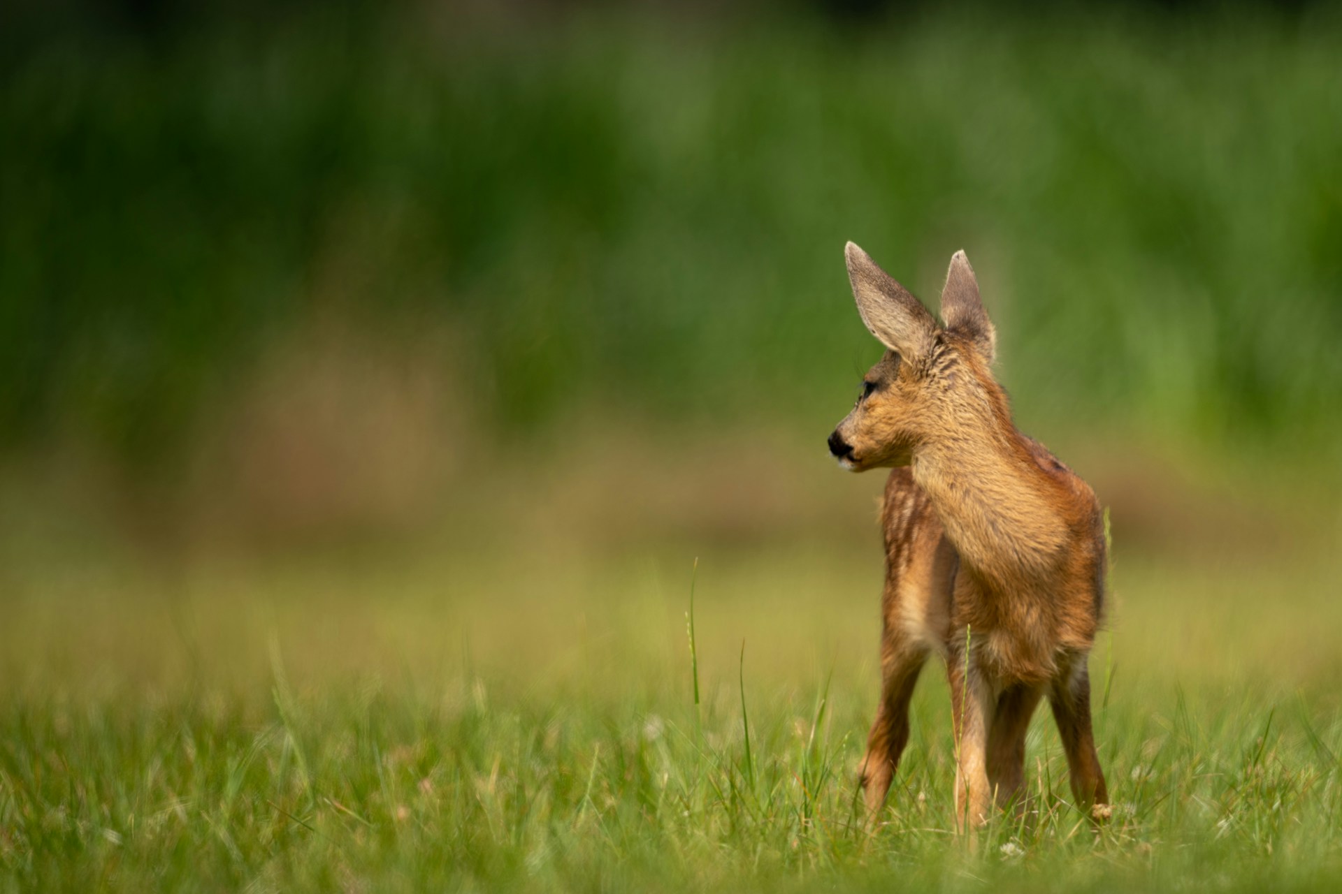 Foto: Vincent Van Zalinge