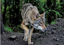 «Der Mensch hat die Wahl. Der Wolf nicht.» (Bild Netzfund)