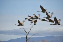 Graukraniche auf dem Flug durch Europa. Foto. Pexels.